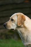 LABRADOR 1300